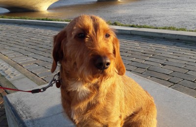 Hond Copain – Mooi Nijmegen kan best zonder hondenbelasting