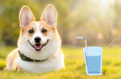 Watertappunten voor honden gefixt